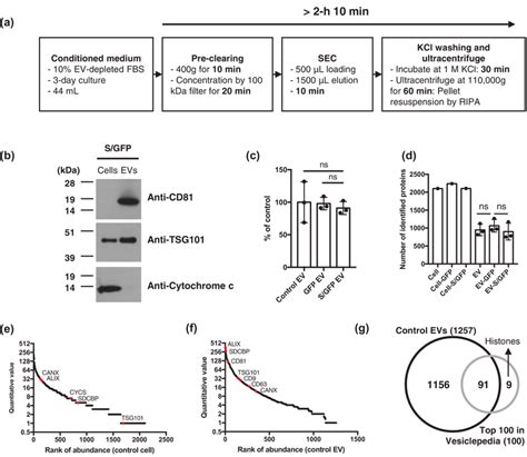 Quantitative Proteomics Of Isolated EVs A Diagram Shows The