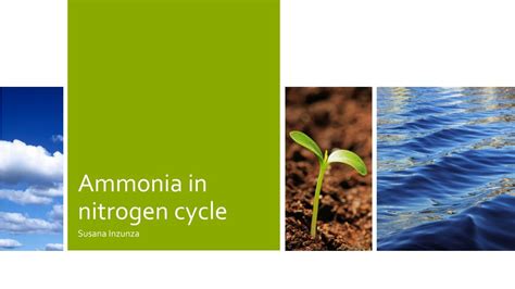 Ppt Ammonia In Nitrogen Cycle Powerpoint Presentation Free Download