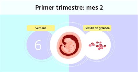 Semana De Embarazo Cu L Es El Tama O Del Embri N Y Las Primeras Pruebas