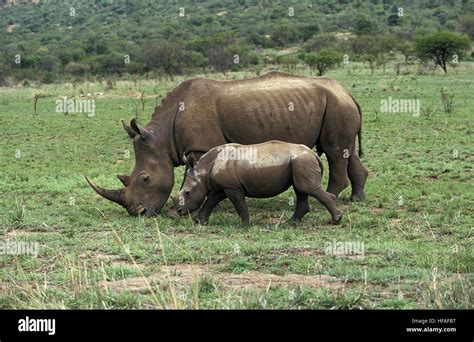 White Rhinoceros Ceratotherium Simum Mother And Calf South Africa