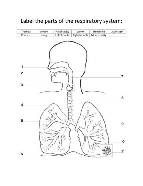 Label The Diagram Of The Respiratory System How To Draw A Lu