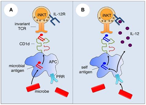 Frontiers The Response Of Cd D Restricted Invariant Nkt Cells To