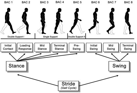 Phases of the Gait Cycle: Gait Analysis » ProtoKinetics | Older adults ...