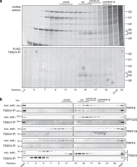 TSSC4 interacts with two U5 snRNA-containing complexes a Complexes ... 