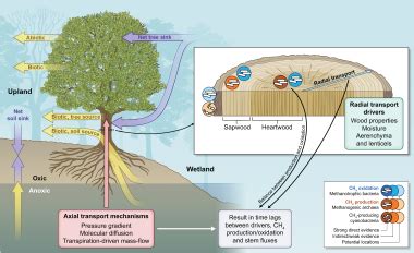 Methane Emissions From Tree Stems Current Knowledge And Challenges