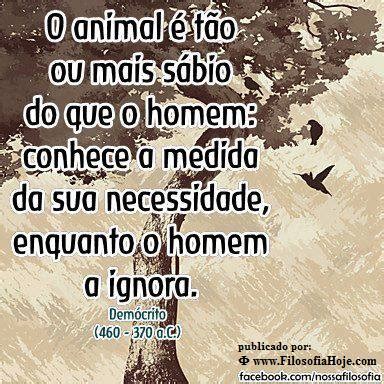 Filosofia Hoje: O animal é tão ou mais sábio do que o homem - Demócrito