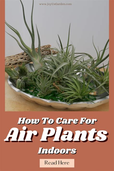 Learn How To Take Care Of Air Vegetation A Tillandsia Rising