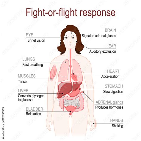 Fight Or Flight Response Stress Response System Stock Vector Adobe Stock