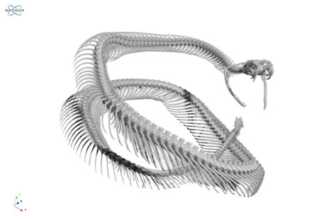 Rattlesnake Skull
