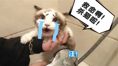 【布偶猫楚辞】“同归于尽”式洗猫现场，猫咪气得口吐芬芳 Youtube