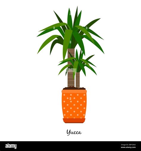 Yucca Plant In Pot Isolated On The White Background Vector