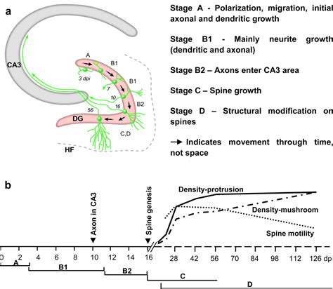 Distinct Morphological Stages Of Dentate Granule Neuron Maturation In