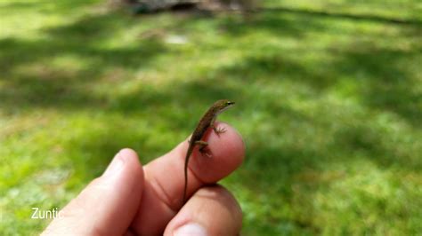 Baby Anole Lizard