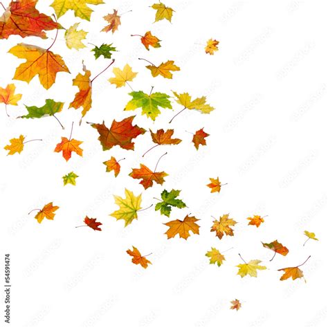 Maple autumn falling leaves, isolated on white background. Stock Photo | Adobe Stock