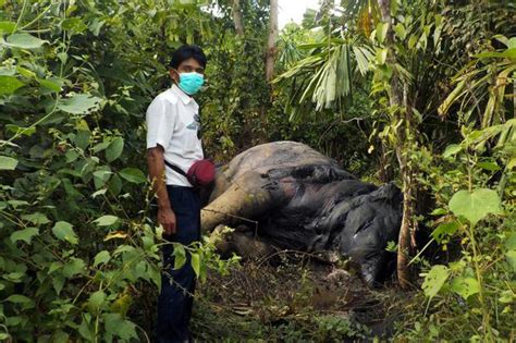 Informe Revela La Devastadora Caza Furtiva Por Piel De Elefantes En