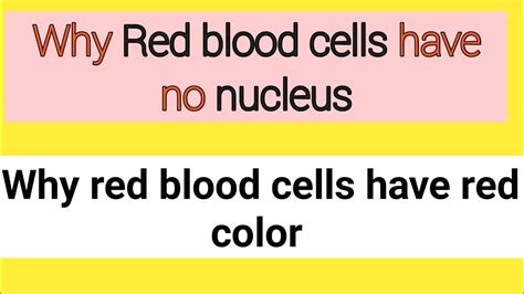 Why Red Blood Have No Nucleus Why Red Blood Cell Have Red Color