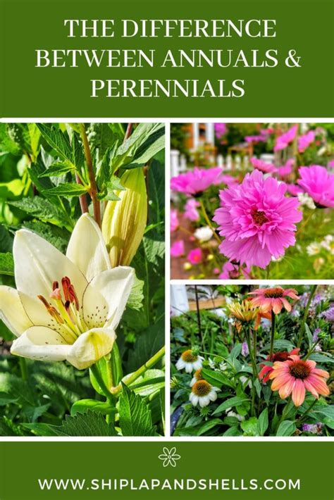 The Difference Between Annual And Perennial Plants And How To Use Both