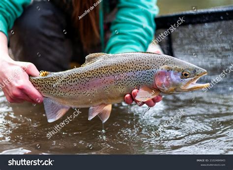 Fly Fishing Rainbow Trout