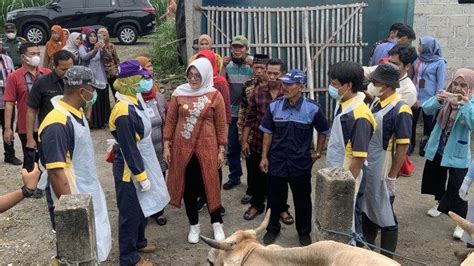 Gerak Cepat Pemkab Klaten Vaksinasi Sapi Di Perbatasan Gunungkidul