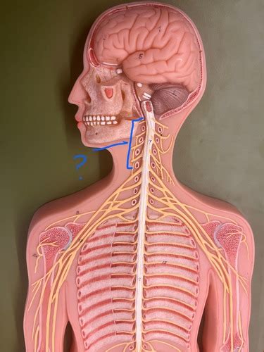 Nerve Board Model Flashcards Quizlet