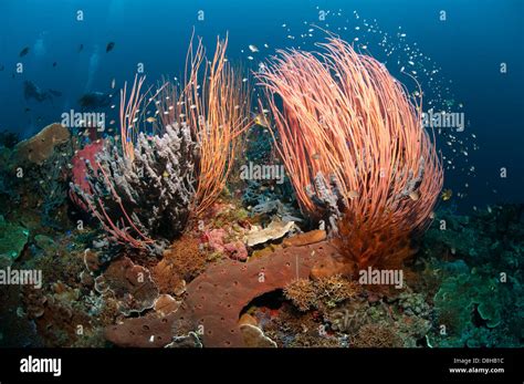 Sea Whip Hi Res Stock Photography And Images Alamy