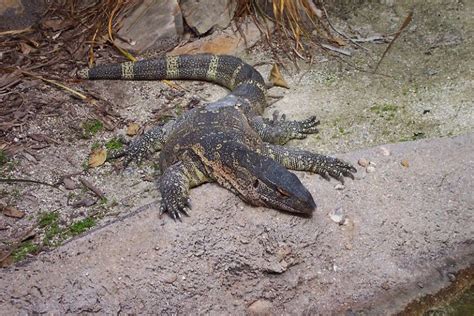 Do Lizards Bite? (And Which Lizards Are Most Dangerous!) - A-Z Animals