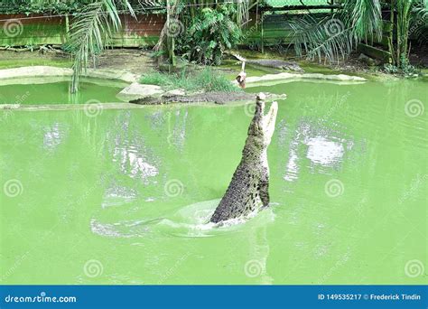 Man Feeding Crocodile During Crocodile Show At Zoo In Australia ...