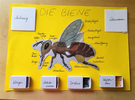 Tierprojekte Biene Grundschule Und Basteln