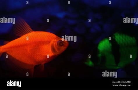 fluorescent fish stock  footage hd   video clips alamy