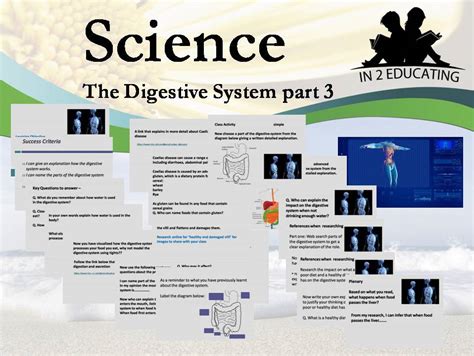 Ks3 Biology The Digestive System Part 3 Teaching Resources