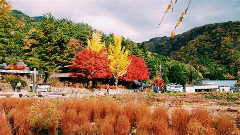 Seeing Autumn Leaves in Kawaguchiko, Japan