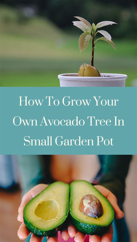 How To Grow Your Own Avocado Tree In Small Garden Pot Gardening Sun