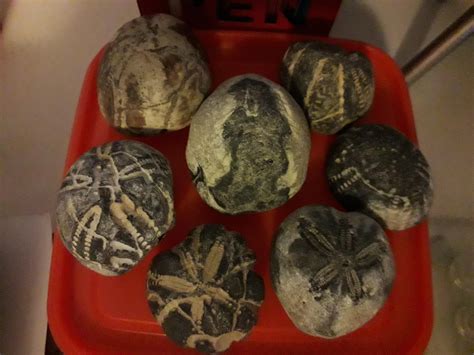 A Ton Of Late Cretaceous Sea Urchins Uk Rfossils