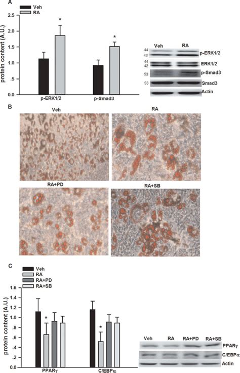 Inhibition Of Adipogenesis By Rosmarinic Acid Ra Via The Activation