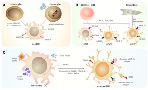 Cimb Free Full Text The Potential Of Dendritic Cell Subsets In The