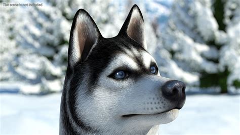 Siberian Husky Black And White Rigged 3d Model 179 Max Free3d