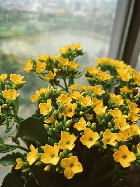 Kalanchoe A Flor Da Fortuna Veja Como Cultivá La Greenme