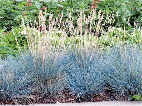 X Festuca Glauca Cinerea Festina Ziergras Gr Ser Stauden