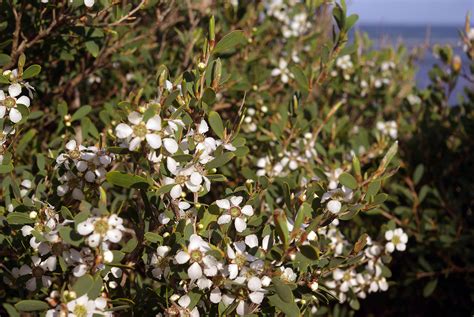 Saving The Coastal Banksia Trees Of Wilsons Prom Munsell Color