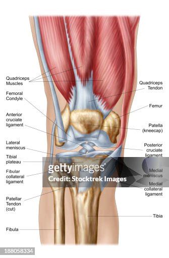 Medial Knee Anatomy