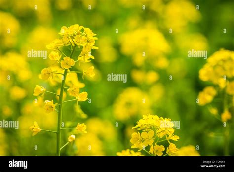 Rapeseed flower field Stock Photo - Alamy