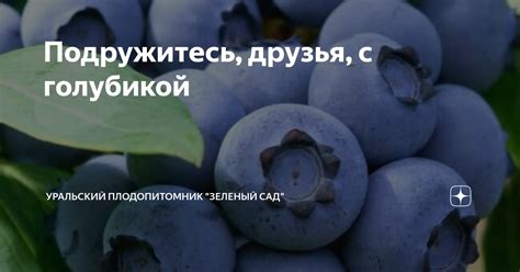 Подружитесь, друзья, с голубикой | Уральский плодопитомник "Зеленый сад ...