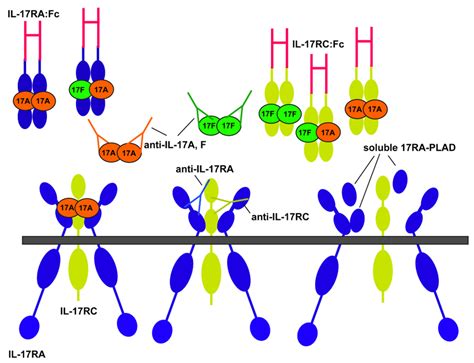 Il 17r Binding Complex And Strategies For Blockade Download Scientific Diagram