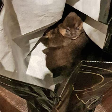 Cctv Appeal After Kittens Dumped In Lincoln Pub Toilet