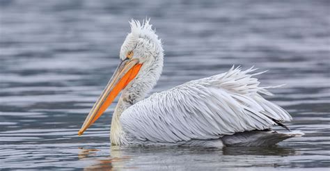 International Conservation Action for Dalmatian Pelicans | AEWA