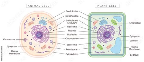 Comparison of animal and plant cells, simple diagram best for educational materials, marketing ...