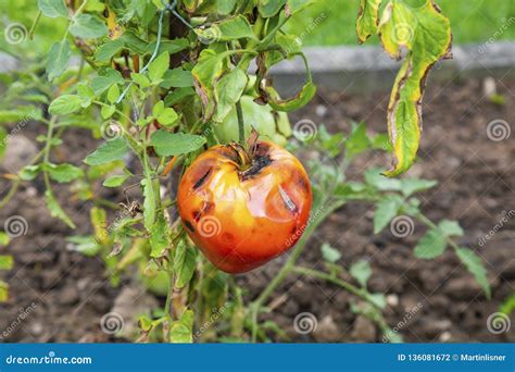 Rotten Tomato Stock Photo Image Of Nature Organic 136081672