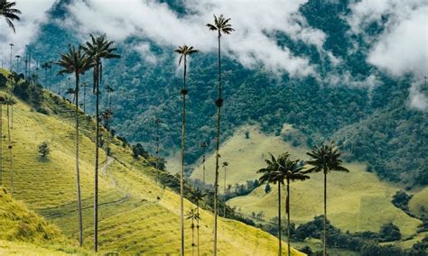 Valle Del Cocora Colombia Tutto Quello Da Sapere Per Visitare Questo