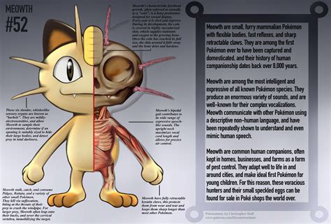 Meowth Anatomy Pokedex Entry By Christopher Stoll On DeviantArt