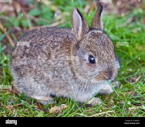 Juvenile European Wild Rabbit Oryctolagus Cuniculus Uk Stock Photo